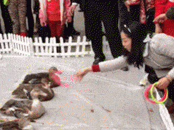 640 (2).gif